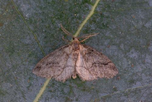 Tephronia sp.